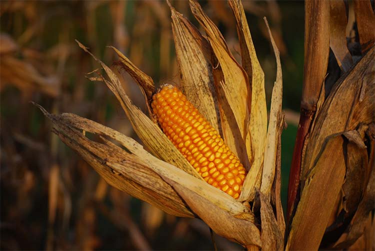 Produção de milho crescerá em 2018/2019